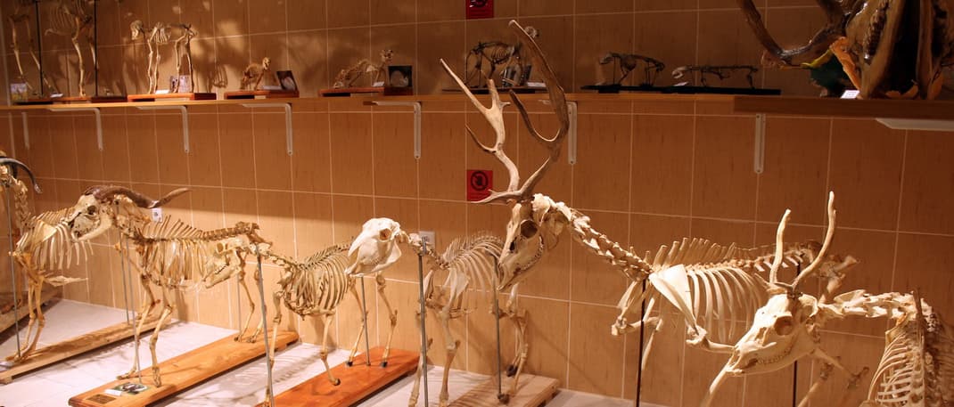 Ankara Veteriner Anatomi Müzesi (AVAM) galeri fotoğrafı 3