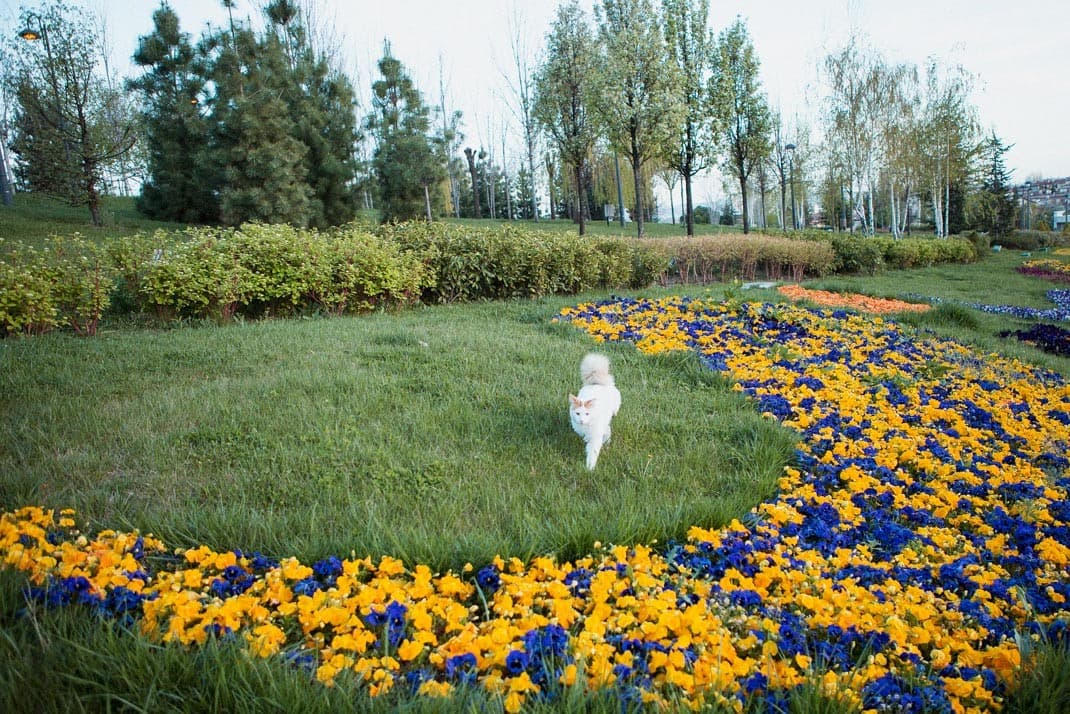 Haydar Aliyev Parkı kapak görseli