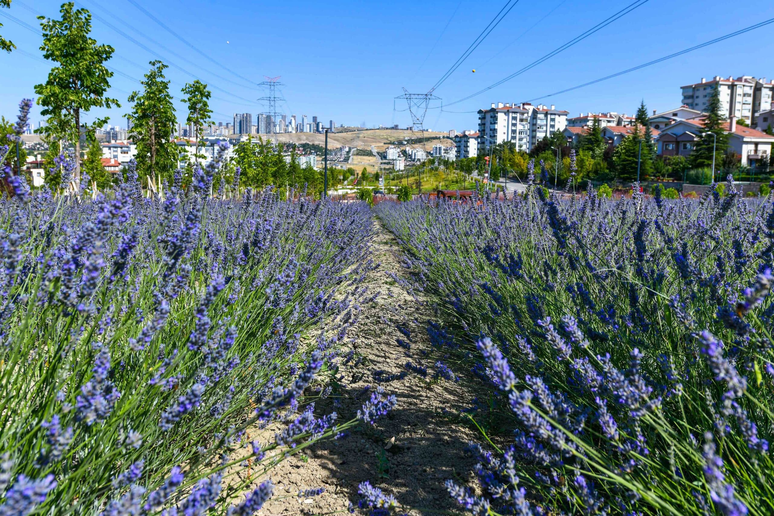 Lavanta Parkı galeri fotoğrafı 2