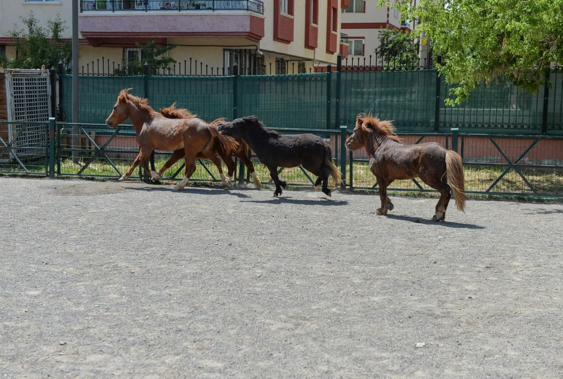 Sincan Evcil Hayvanlar Parkı kapak görseli